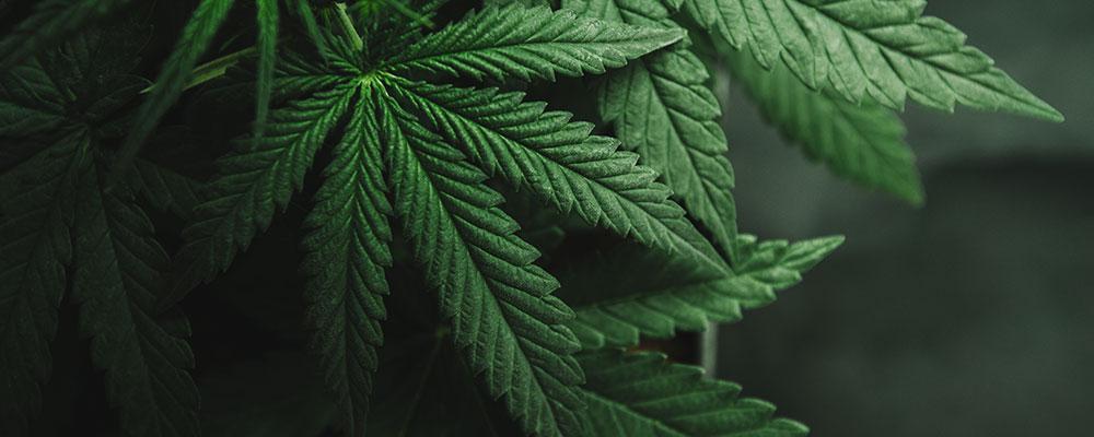 Cook County medical marijuana licensing and certification attorneys